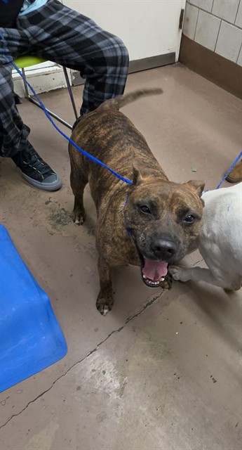 Aster at Chicago Animal Care and Control