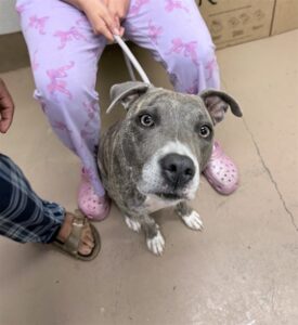 Jean Gray, adoptable American Pit Bull Terrier at Chicago Animal Care and Control