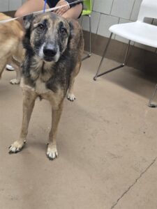 Lila, adoptable Belgian Malinois at Chicago Animal Care and Control