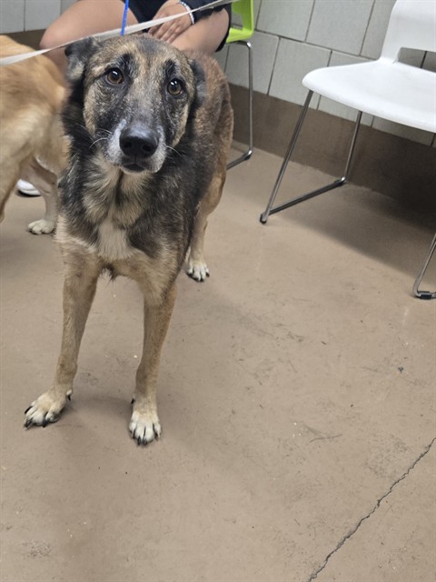 Lila at Chicago Animal Care and Control