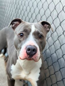 Angel Food Cake, adoptable American Pit Bull Terrier at Chicago Animal Care and Control