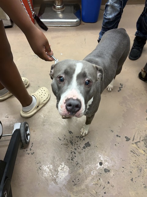 Angel at Chicago Animal Care and Control
