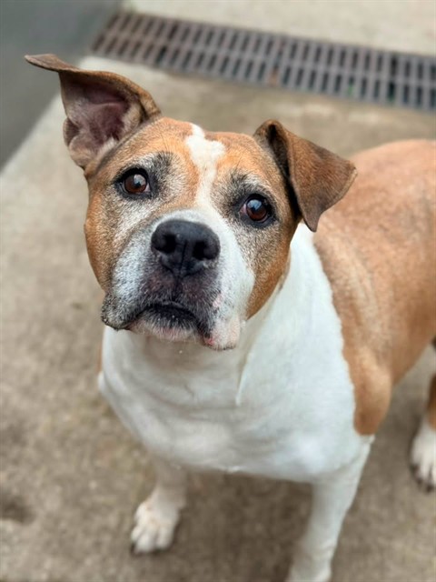 Harley at Chicago Animal Care and Control