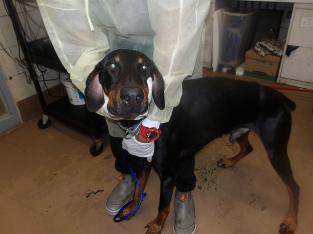 Vahgar at Chicago Animal Care and Control