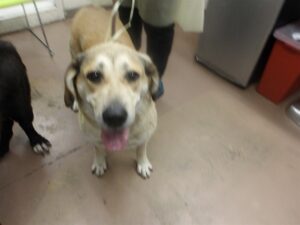 Siri, adoptable Labrador Retriever at Chicago Animal Care and Control