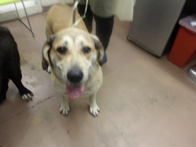 Siri at Chicago Animal Care and Control