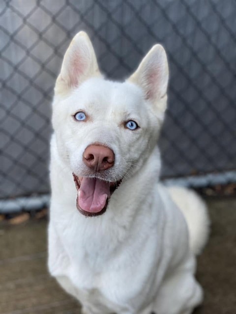 French Kiss at Chicago Animal Care and Control
