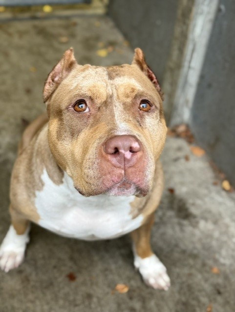 Freya, adoptable American Bulldog / Bulldog at Chicago Animal Care and Control