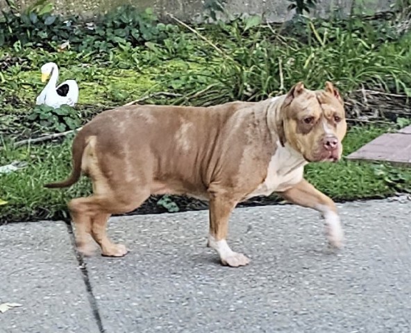 Freya at Chicago Animal Care and Control
