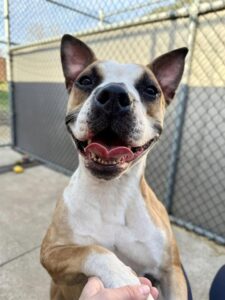 Daisy, adoptable Boxer at Chicago Animal Care and Control