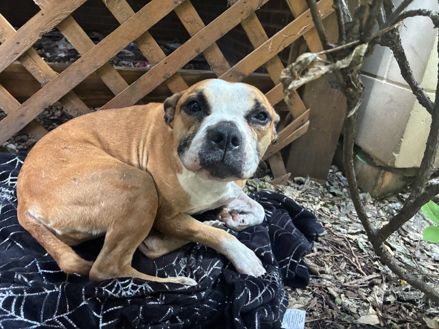 Daisy at Chicago Animal Care and Control
