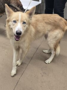Nikki, adoptable dog at Chicago Animal Care and Control