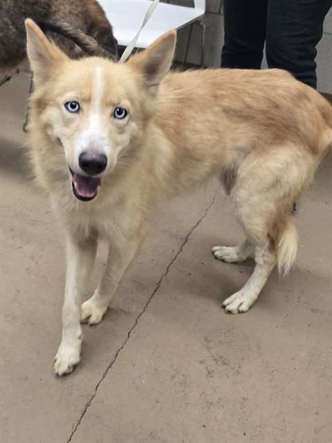 Nikki at Chicago Animal Care and Control