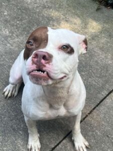 Aislynn, adoptable American Pit Bull Terrier at Chicago Animal Care and Control