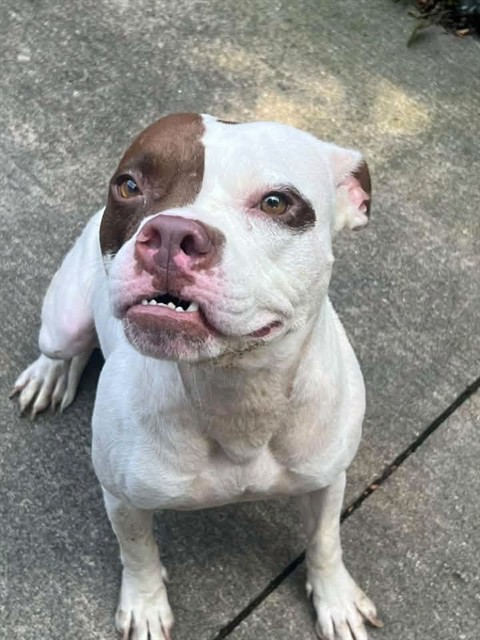 Aislynn at Chicago Animal Care and Control