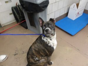 Ronin, adoptable Border Collie at Chicago Animal Care and Control
