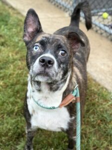 Ronin, adoptable Border Collie at Chicago Animal Care and Control