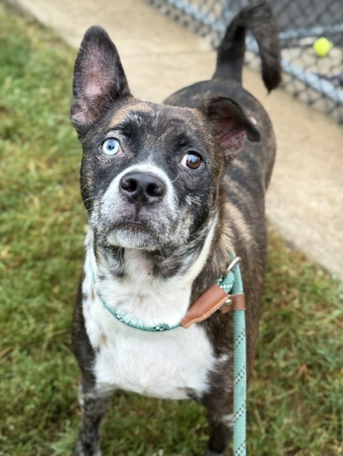 Ronin at Chicago Animal Care and Control — photo 1