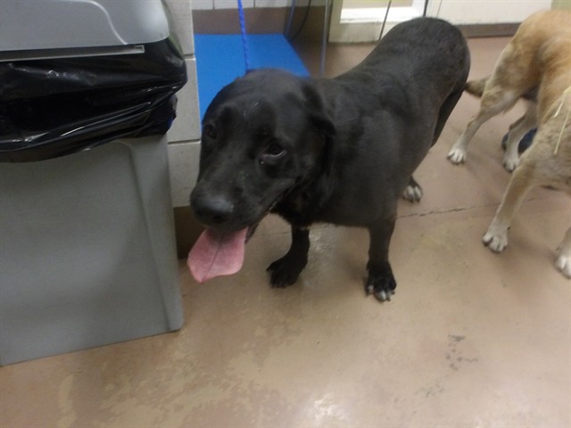 Third at Chicago Animal Care and Control