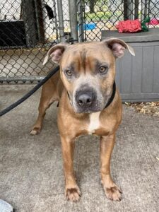 Sawyer, adoptable American Pit Bull Terrier at Chicago Animal Care and Control