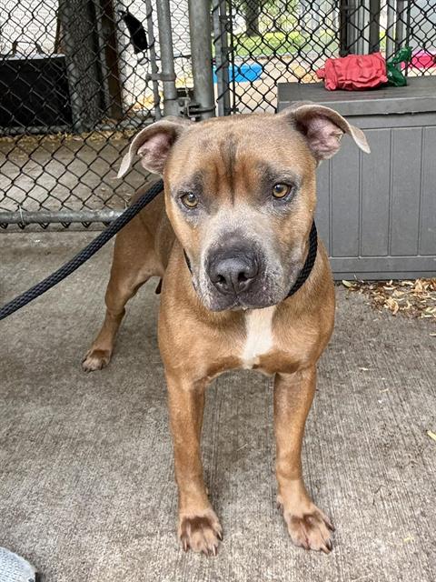 Sawyer at Chicago Animal Care and Control
