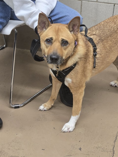 Charlize at Chicago Animal Care and Control