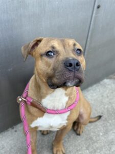 King, adoptable American Pit Bull Terrier at Chicago Animal Care and Control