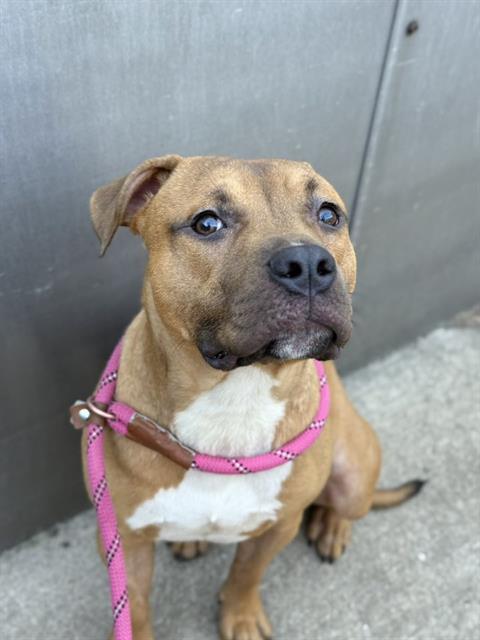 King at Chicago Animal Care and Control