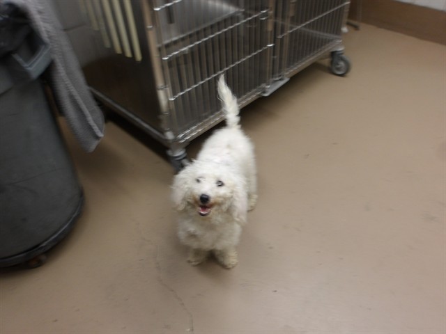 Mya at Chicago Animal Care and Control