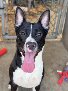 Allegra at Chicago Animal Care and Control