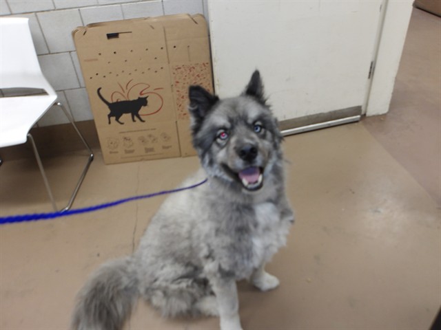 Oso at Chicago Animal Care and Control