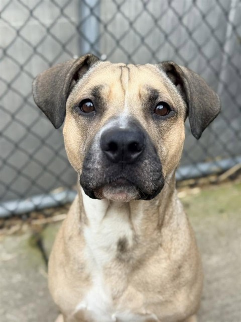 Dolce at Chicago Animal Care and Control — photo 1