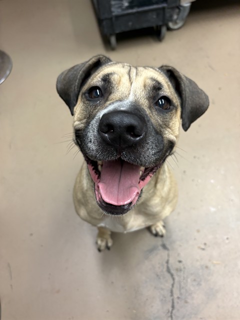 Sapphire available through Chicago Animal Care and Control