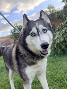 Escarra, adoptable Siberian Husky at Chicago Animal Care and Control