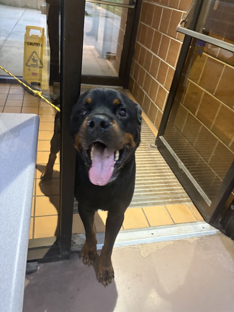 Buckie at Chicago Animal Care and Control