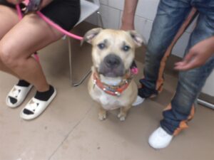Sandy, adoptable American Pit Bull Terrier / Bull Terrier / Labrador Retriever at Chicago Animal Care and Control