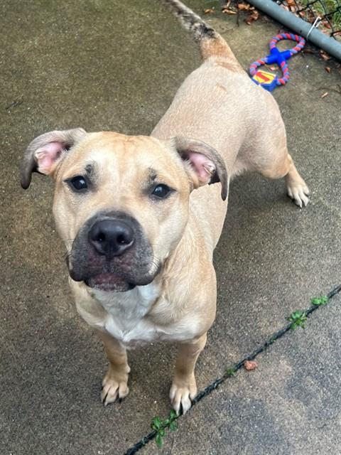 Sandy, adoptable American Pit Bull Terrier / Bull Terrier / Labrador Retriever at Chicago Animal Care and Control