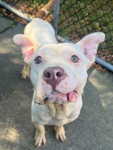 Justice, adoptable American Pit Bull Terrier at Chicago Animal Care and Control