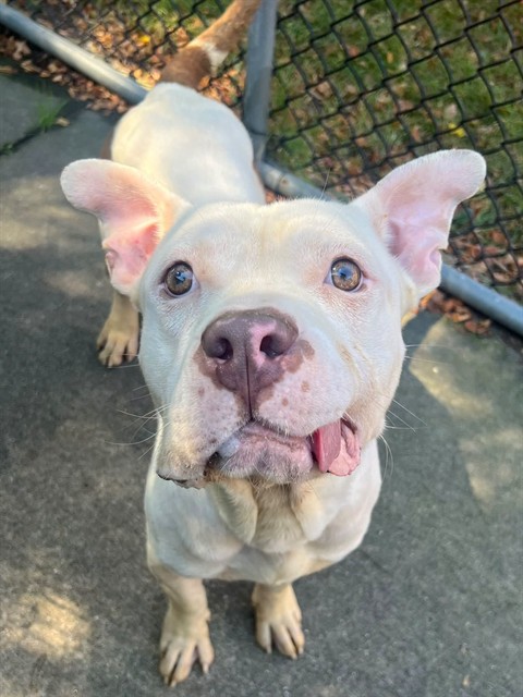 Justice at Chicago Animal Care and Control