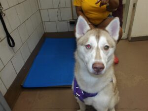 Ellie Winters, adoptable dog at Chicago Animal Care and Control
