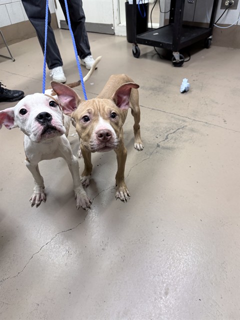 American Pit Bull Terrier at Chicago Animal Care and Control