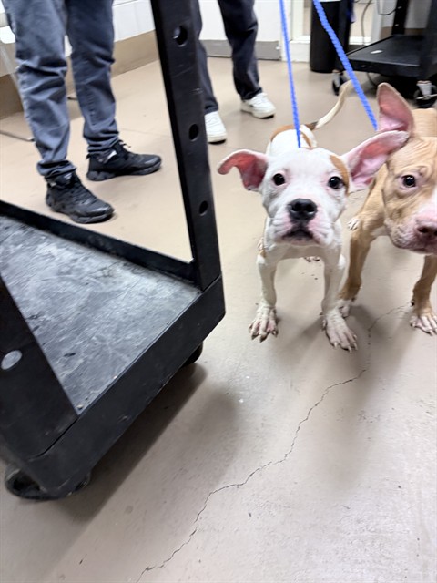 American Pit Bull Terrier at Chicago Animal Care and Control