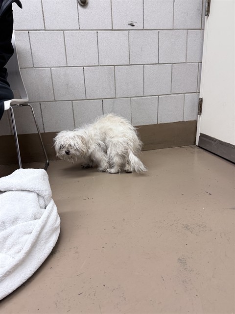 Dog A319947 at Chicago Animal Care and Control