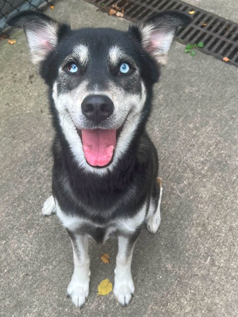 Skyla at Chicago Animal Care and Control