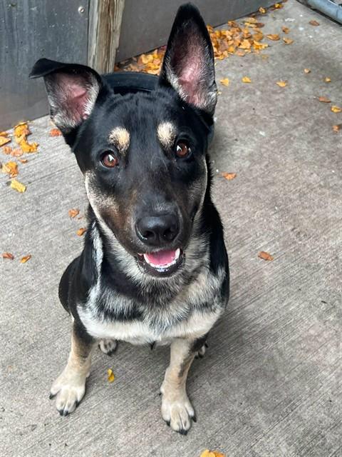 Cliff available through Chicago Animal Care and Control