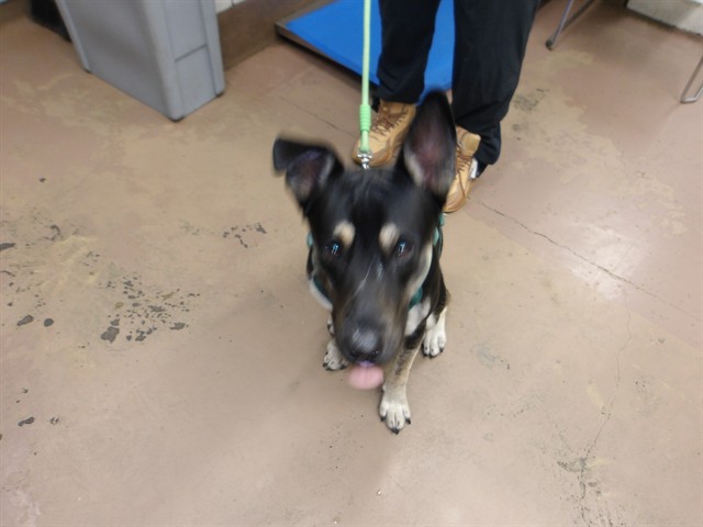 German Shepherd Dog at Chicago Animal Care and Control