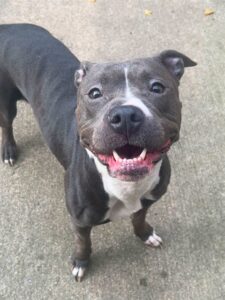 Chickies, adoptable American Pit Bull Terrier at Chicago Animal Care and Control