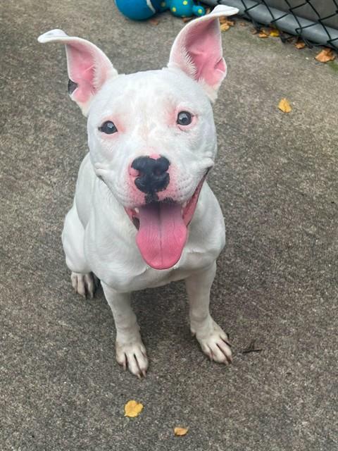 Dottie available through Chicago Animal Care and Control