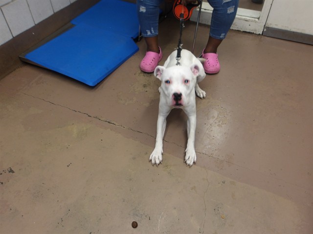 American Pit Bull Terrier at Chicago Animal Care and Control