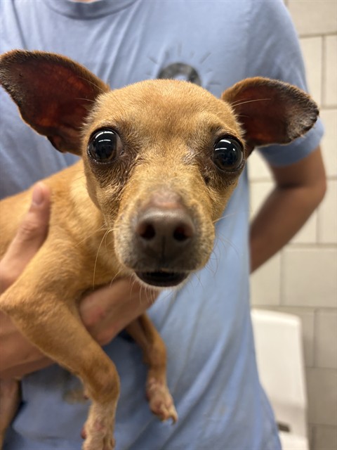 Chihuahua at Chicago Animal Care and Control